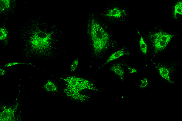 Optische Messgeräte in der Life Science