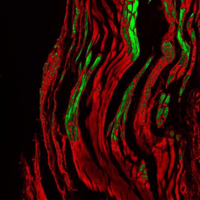 application of scmos scientific cameras in widefield fluorescence imaging 3 application of scmos scientific cameras in widefield fluorescence imaging 3