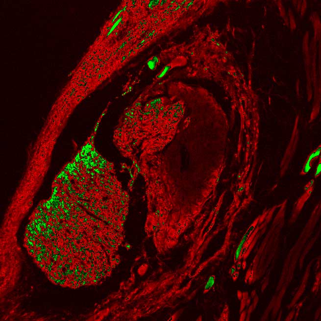 application of scmos scientific cameras in widefield fluorescence imaging 4 application of scmos scientific cameras in widefield fluorescence imaging 4