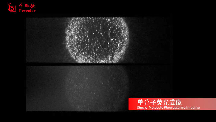 conference-news-revealer-scmos-scientific-camera-debuts-at-the-15th-national-conference-on-quantum-imaging5.jpg