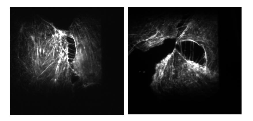figure-1.jpg