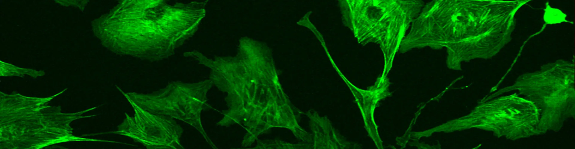 Optische Messgeräte in der Life Science