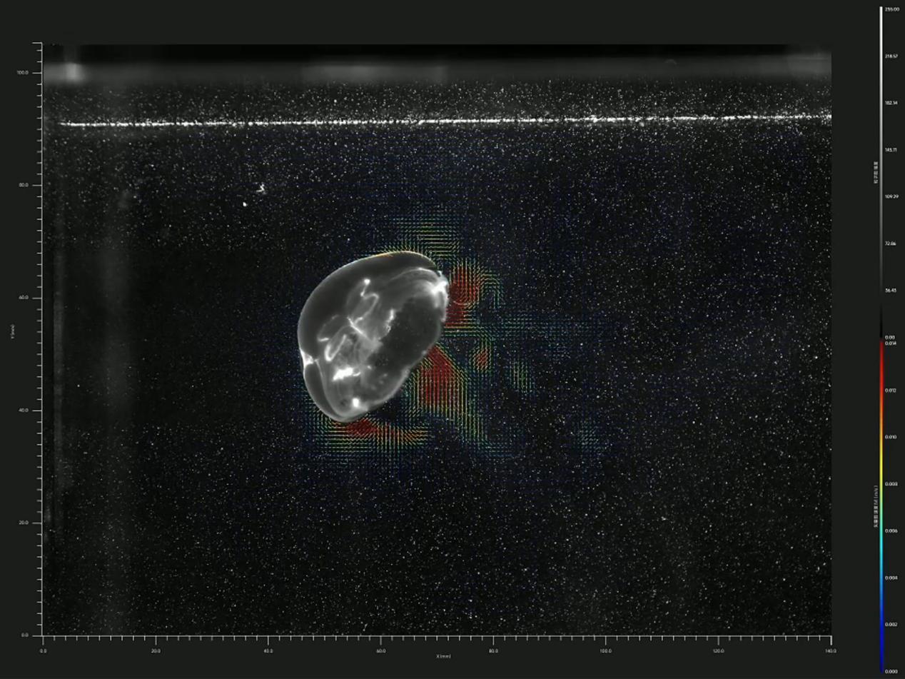 figure-velocity-vector-diagram-of-jellyfish-swimming-visualized-and-measured-using-a-piv-system.jpg figure-velocity-vector-diagram-of-jellyfish-swimming-visualized-and-measured-using-a-piv-system.jpg
